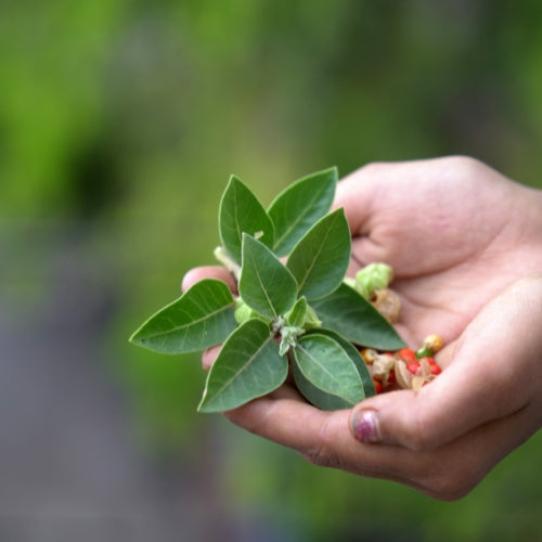 The Power of Adaptogens How Nature Helps You Handle Stress